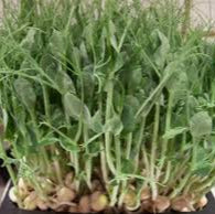 Semillas de brotes de guisante para plantar Eleva tu experiencia de jardinería con adiciones frescas y sabrosas a tu plato