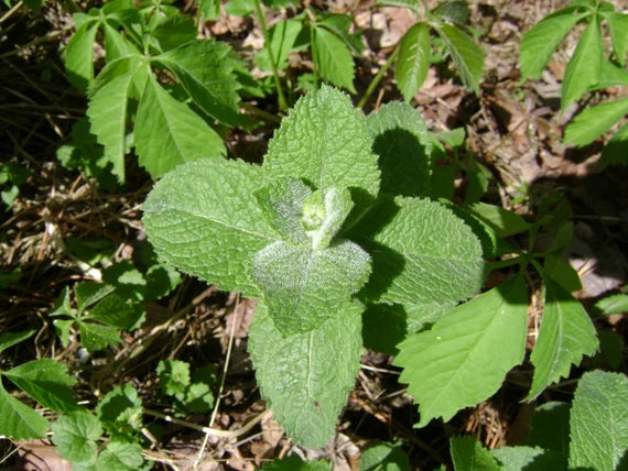 Applemint (Mentha suaveolens) Seeds – Aromatic Herb for Planting, Perennial Mint, Fresh Culinary & Tea Garden Plant