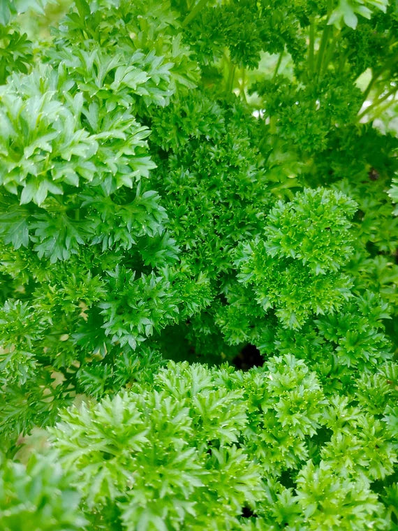 Semillas de perejil rizado para plantar – Herencia, no transgénico, semillas de hierbas orgánicas – Fácil de cultivar, guarnición culinaria fresca y esencial para el jardín