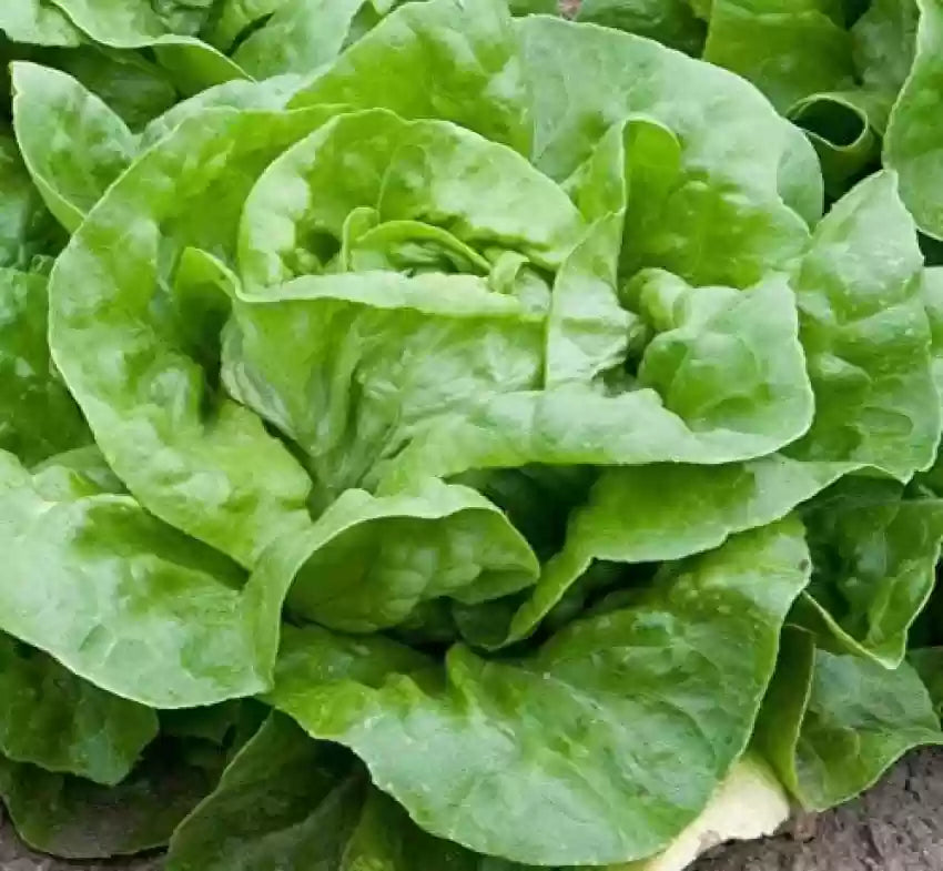 Butterhead White Lettuce Seeds – Heirloom, Crisp & Tender Lettuce for Your Garden