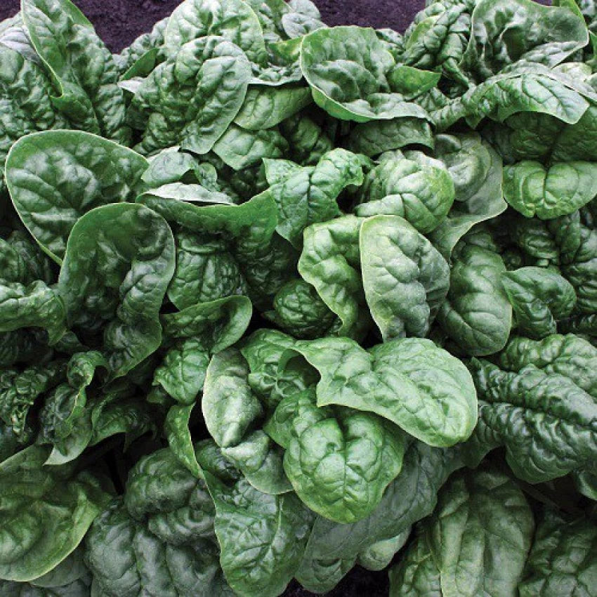 Semillas de espinaca Avon - Verde rico en nutrientes y de alto rendimiento para tu jardín