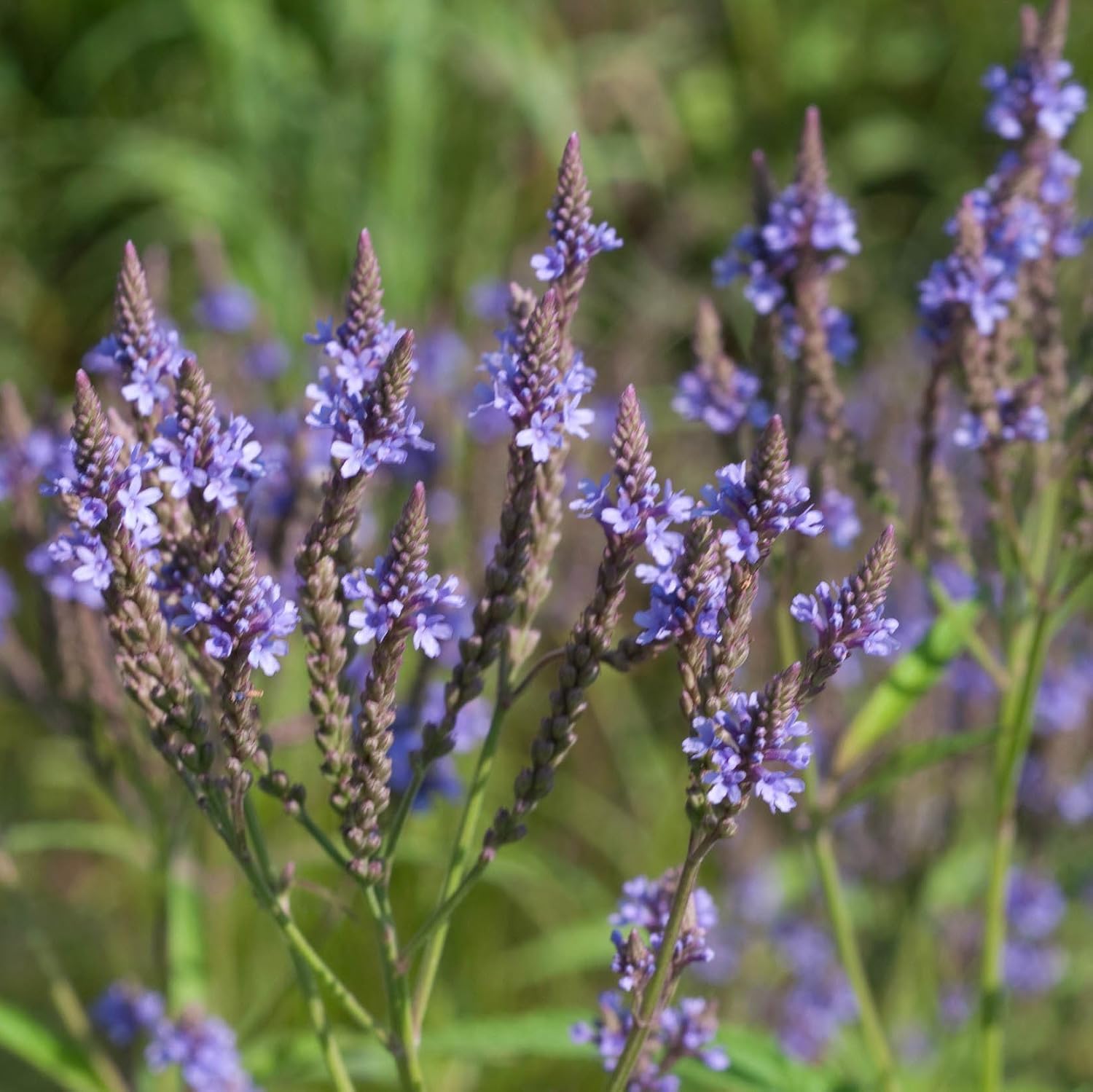Semillas de Verbena Azul (Verbena hastata) para Plantar