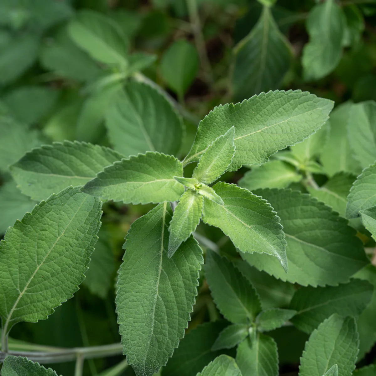 Semi di Vana Tulsi per Piantare – Basilico Sacro Biologico | Erba Aromatica e Medicinale di Qualità Premium per Giardino e Casa | Acquista Online