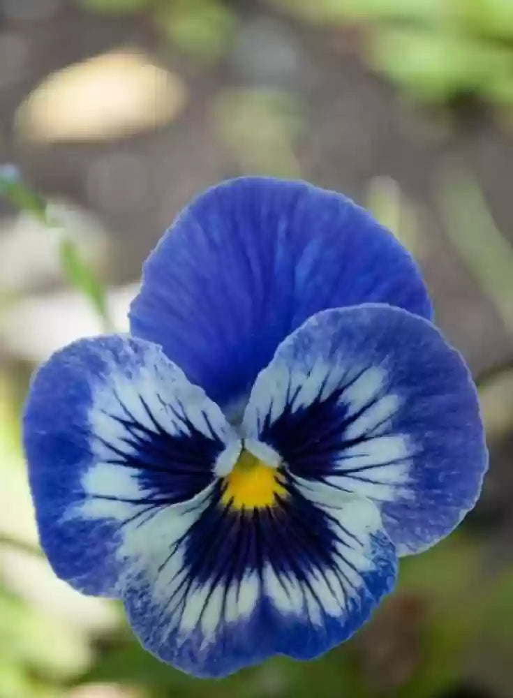Blue Pansy Flower Seeds, Stunning Unique Blooms, Easy to Grow, Non-GMO