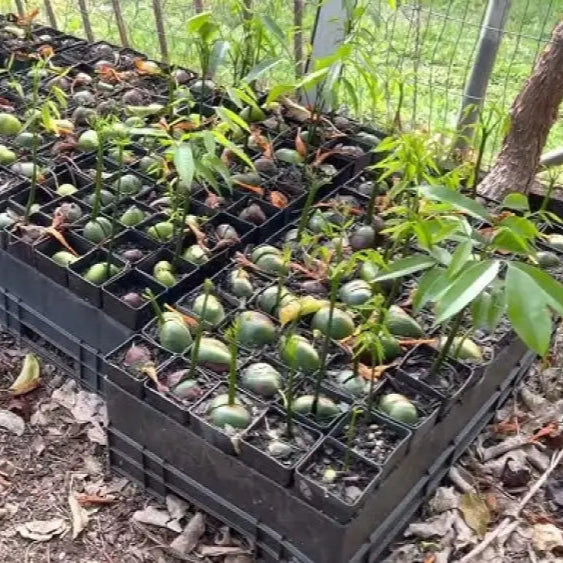 20 Seeds - Moreton Bay Fig Tree Ficus Macrophylla Grow Indoor & Outdoor Rare For Gardening