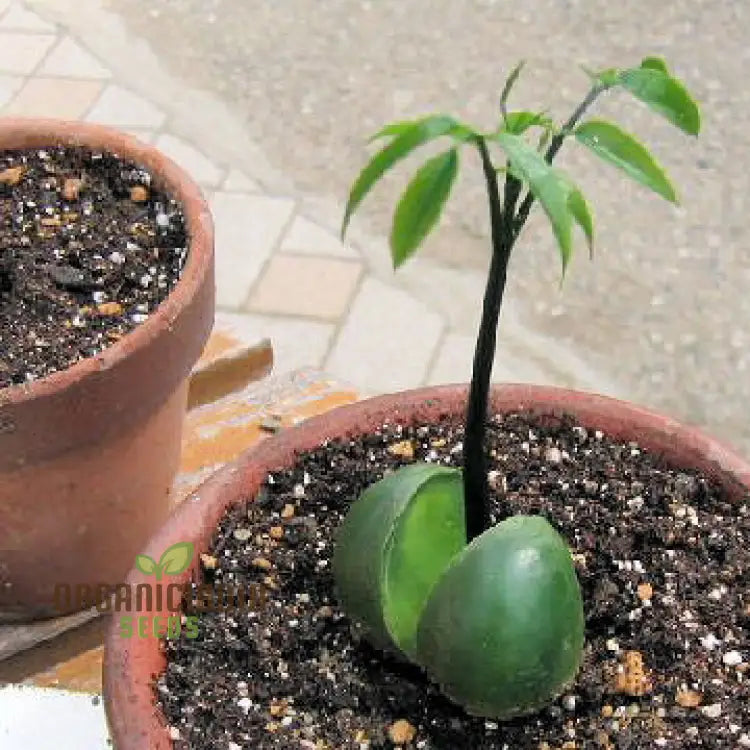 20 Seeds - Moreton Bay Fig Tree Ficus Macrophylla Grow Indoor & Outdoor Rare For Gardening