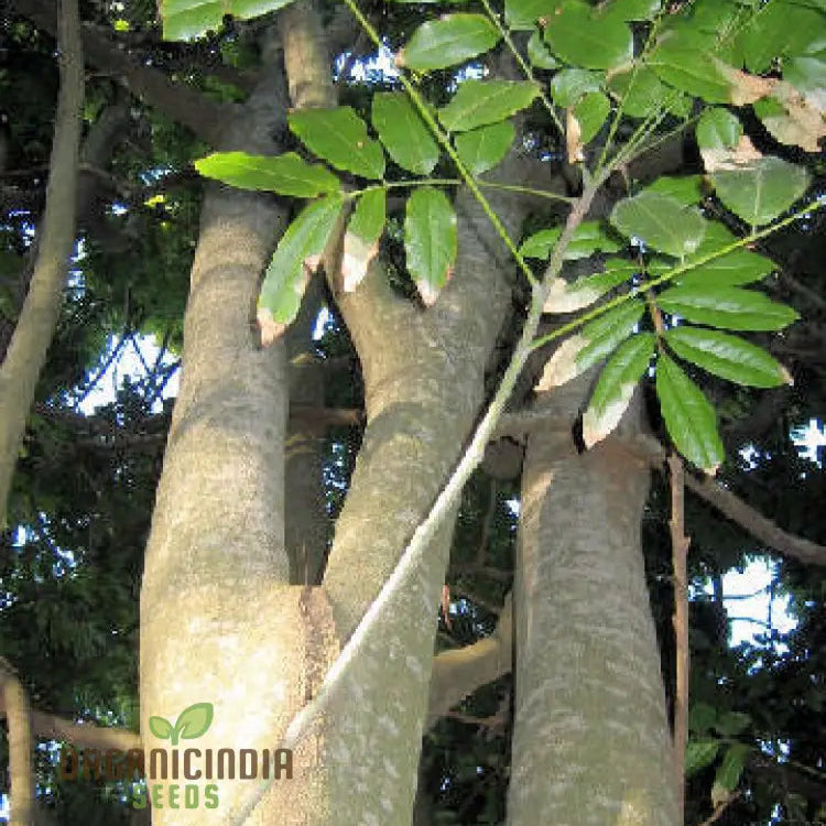20 Seeds - Moreton Bay Fig Tree Ficus Macrophylla Grow Indoor & Outdoor Rare For Gardening