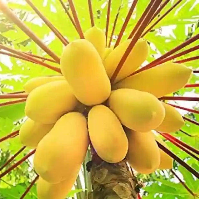Semi di frutta mista di papaya per piantare