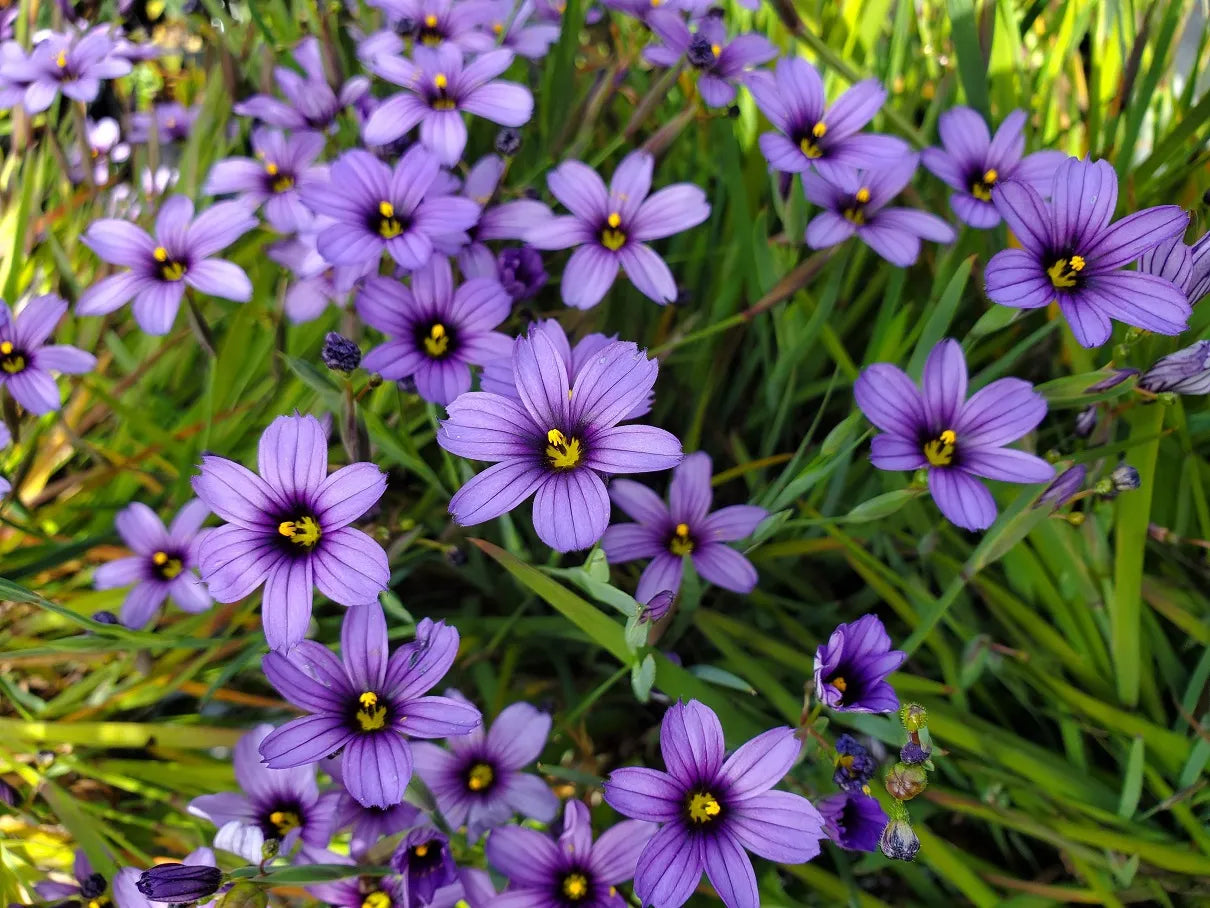 Sisyrinchium Seeds (Sisyrinchium Idahoense Seeds) - Hardy Perennial with Charming Blue Flowers