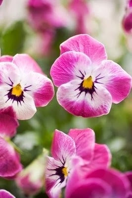 Semi di fiore di viola rosa e bianca, eleganti fioriture bicolore, non OGM