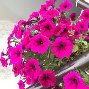 Graines de Pétunia Magenta – Fleurs de Jardin Vibrantes pour Plates-bandes et Jardinières Suspendues