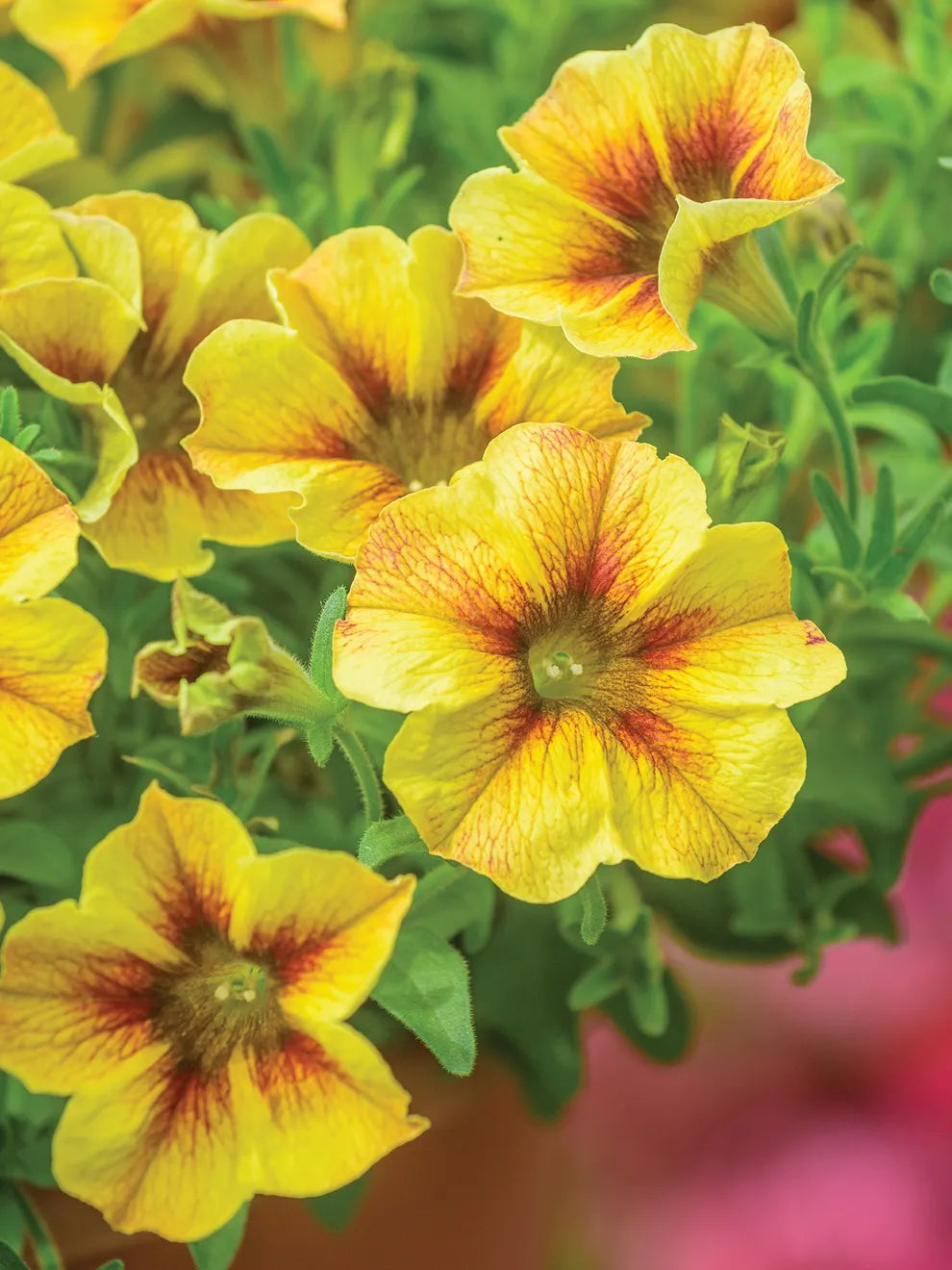 Graines de pétunia jaune doré – Fleurs lumineuses et joyeuses pour jardins et contenants