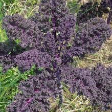 Semillas de col rizada Redbor - Cultiva col rizada roja nutritiva y vibrante en tu jardín