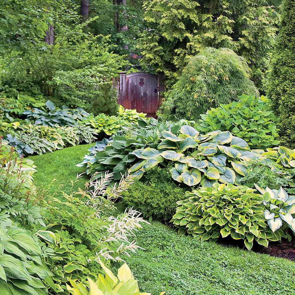 Semi di piante Hosta Mix, vivaci perenni resistenti per l'ombra, facili da coltivare e mantenere