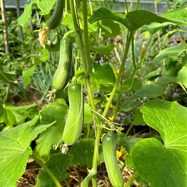 Semillas de Vegetales de Pepinillo Mini Pepino F1, Cultiva Pepinos Pequeños y Sabrosos