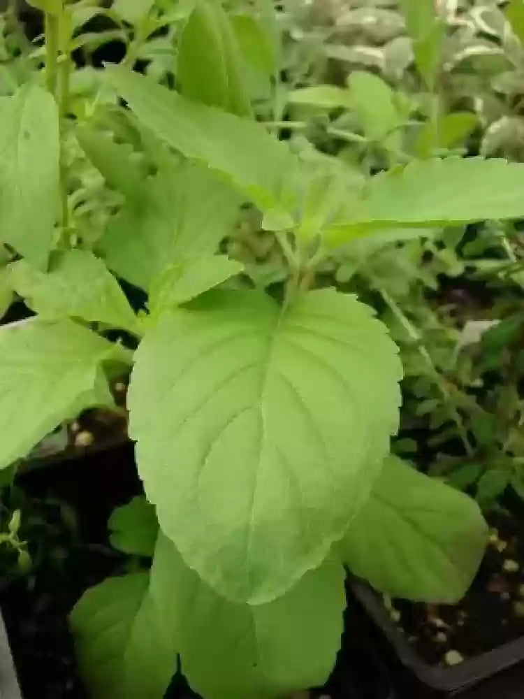 Semi di Vana Tulsi per Piantare – Basilico Sacro Biologico | Erba Aromatica e Medicinale di Qualità Premium per Giardino e Casa | Acquista Online