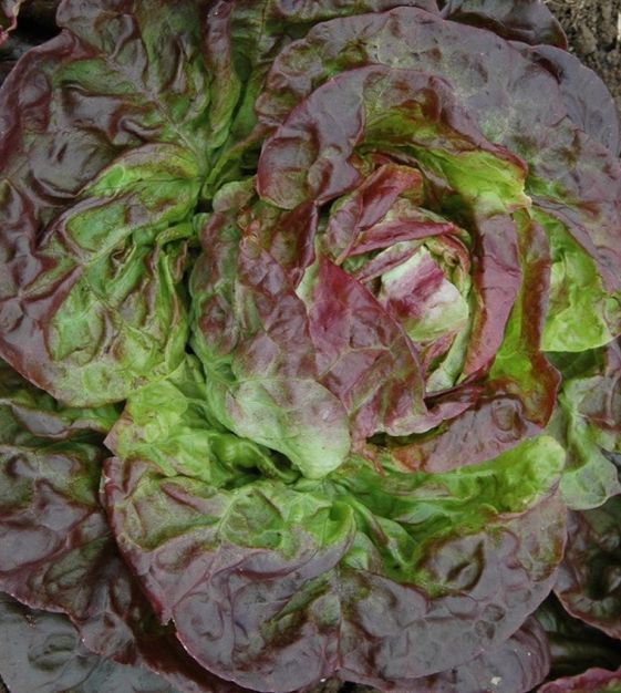 Butterhead Red Lettuce Seeds – Heirloom, Fresh & Crunchy, Perfect for Home Gardens