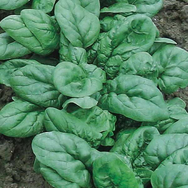 Semillas de espinaca Avon - Verde rico en nutrientes y de alto rendimiento para tu jardín