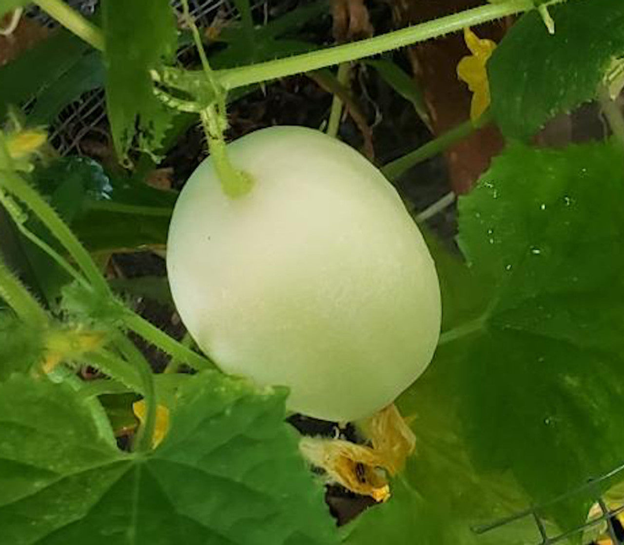 Dragon’s Egg Cucumber Seeds – Heirloom, Rare White Cucumber for Unique Harvests