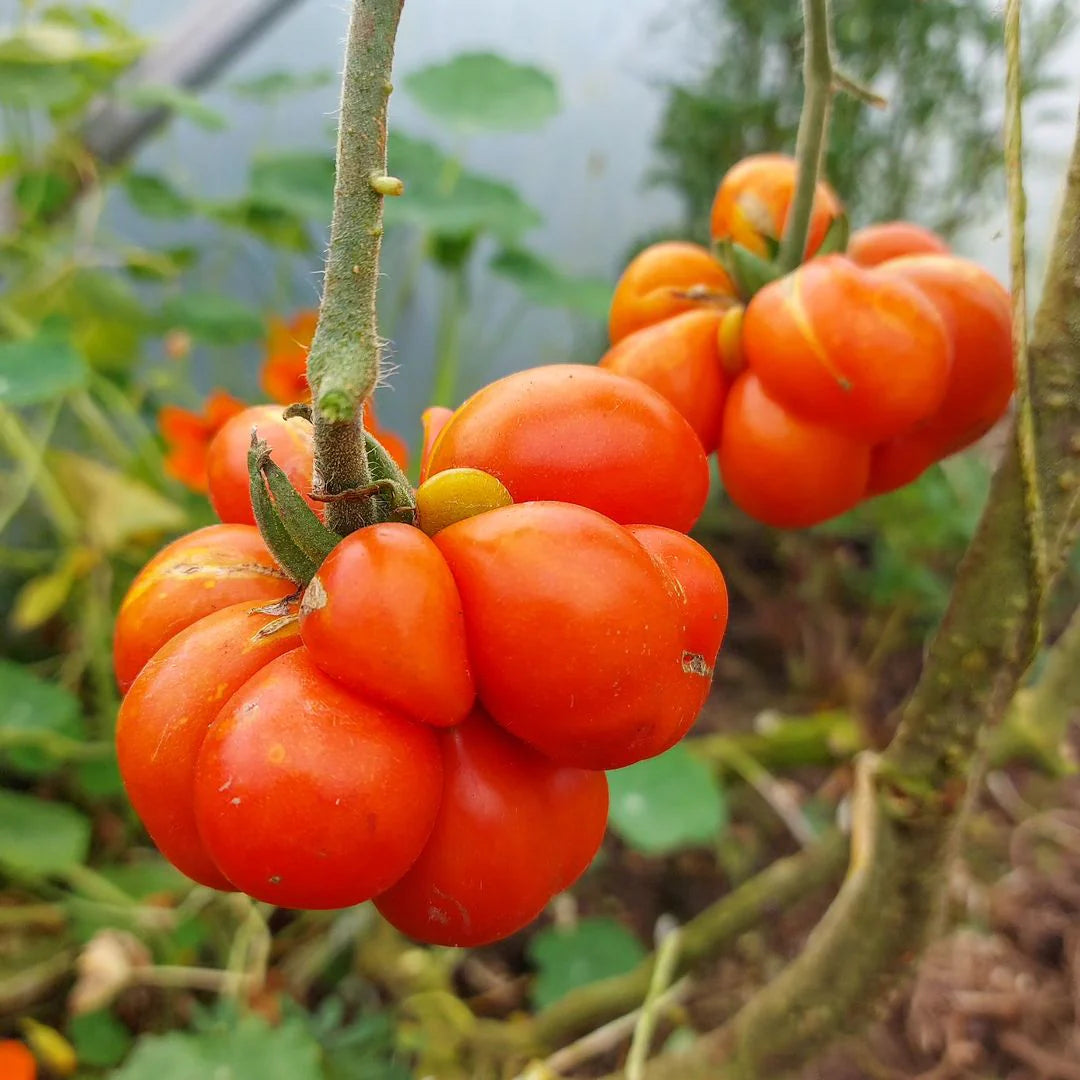 Semi di pomodoro Reisetomate – Pomodoro antico unico a grappolo