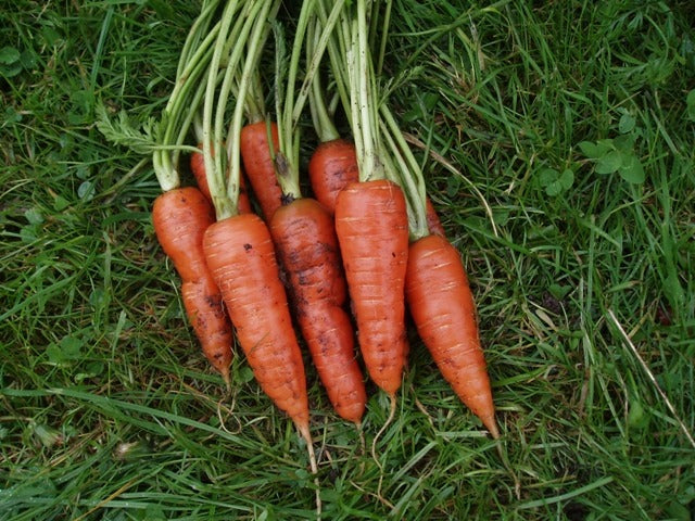 Semillas de Zanahoria Autumn King – Variedad Heredada, Dulce y Resistente