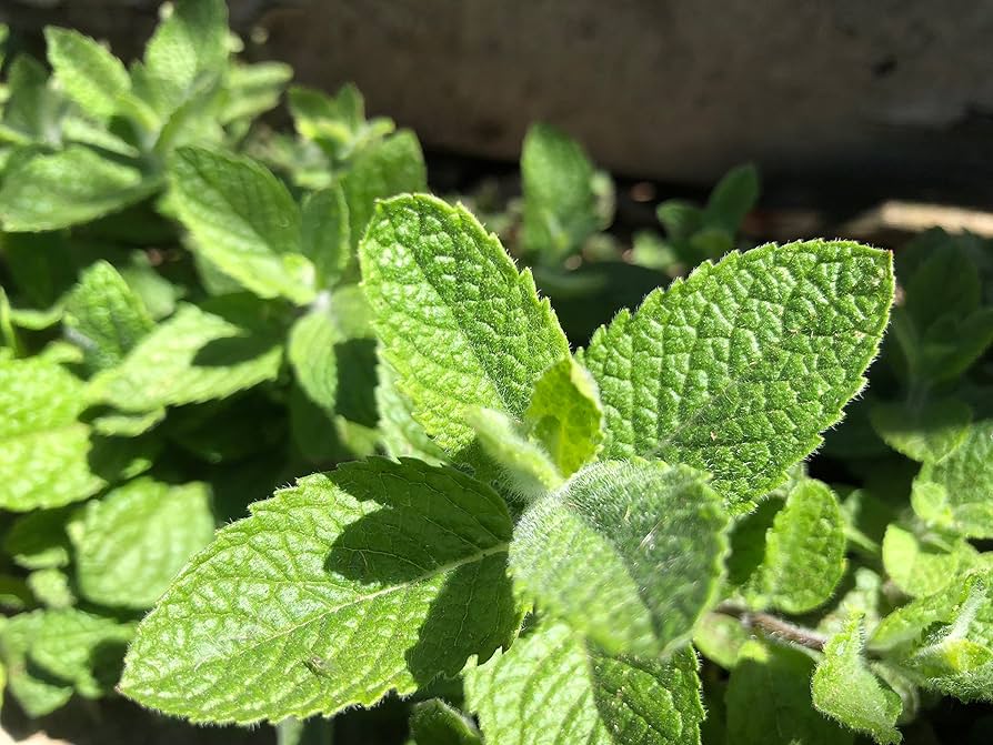Applemint (Mentha suaveolens) Seeds – Aromatic Herb for Planting, Perennial Mint, Fresh Culinary & Tea Garden Plant