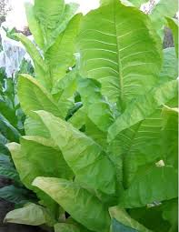 Semillas de tabaco Grassroot para plantación en jardín casero – 100 piezas