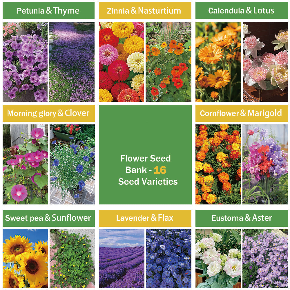 Banco de Semillas de Flores Todo en Uno - 16 Variedades de Semillas