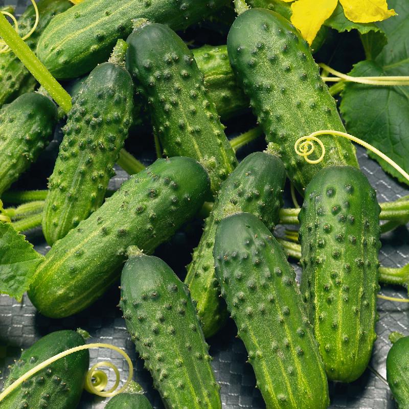 Calypso Gurkensamen – Hoch ertragreiche, knackige & krankheitsresistente Sorte