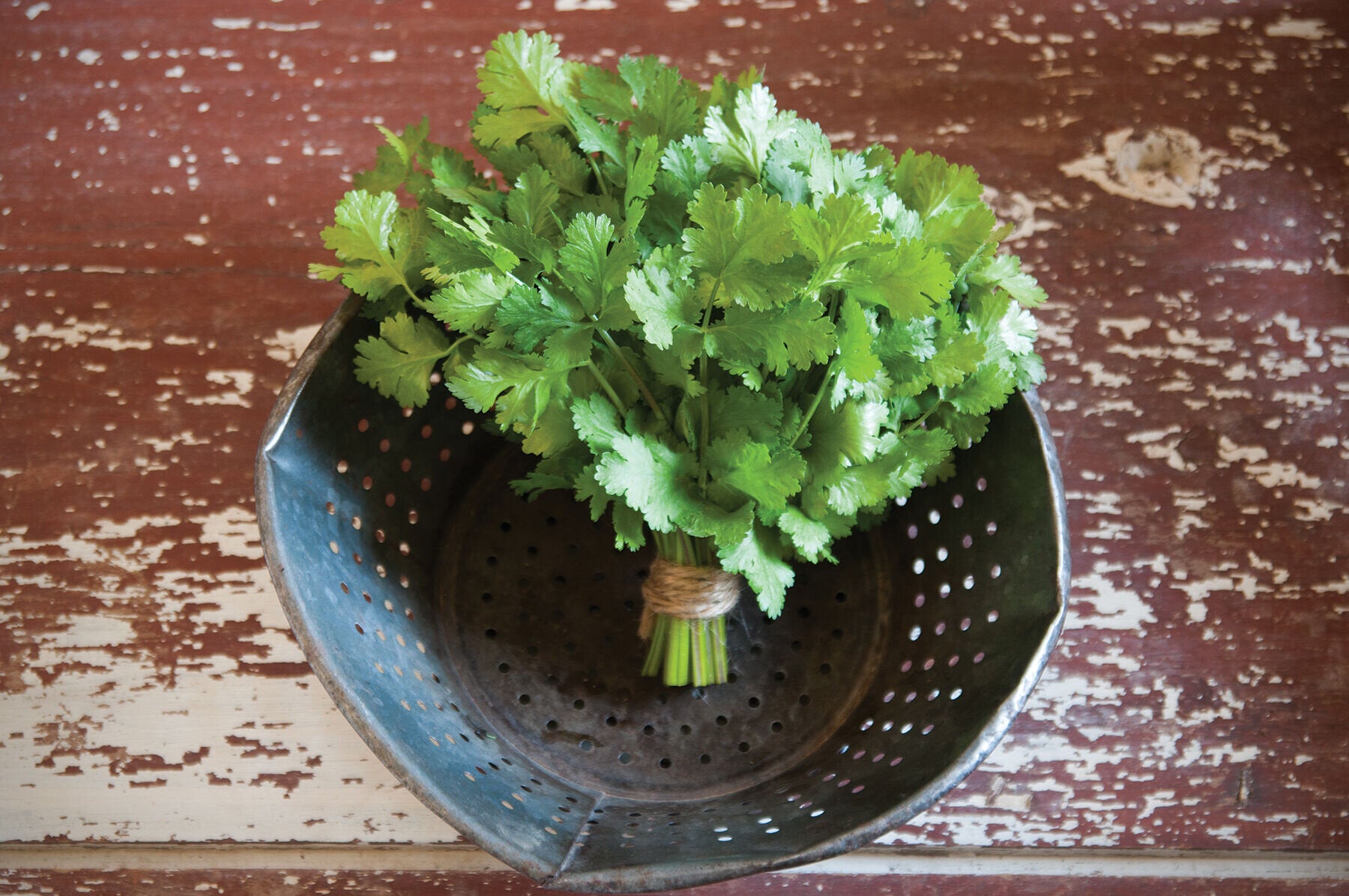 プレミアムクルーザー種子 - 高品質で成長が早いガーデンシード | オンラインで購入