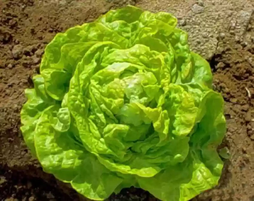 Butterhead White Lettuce Seeds – Heirloom, Crisp & Tender Lettuce for Your Garden