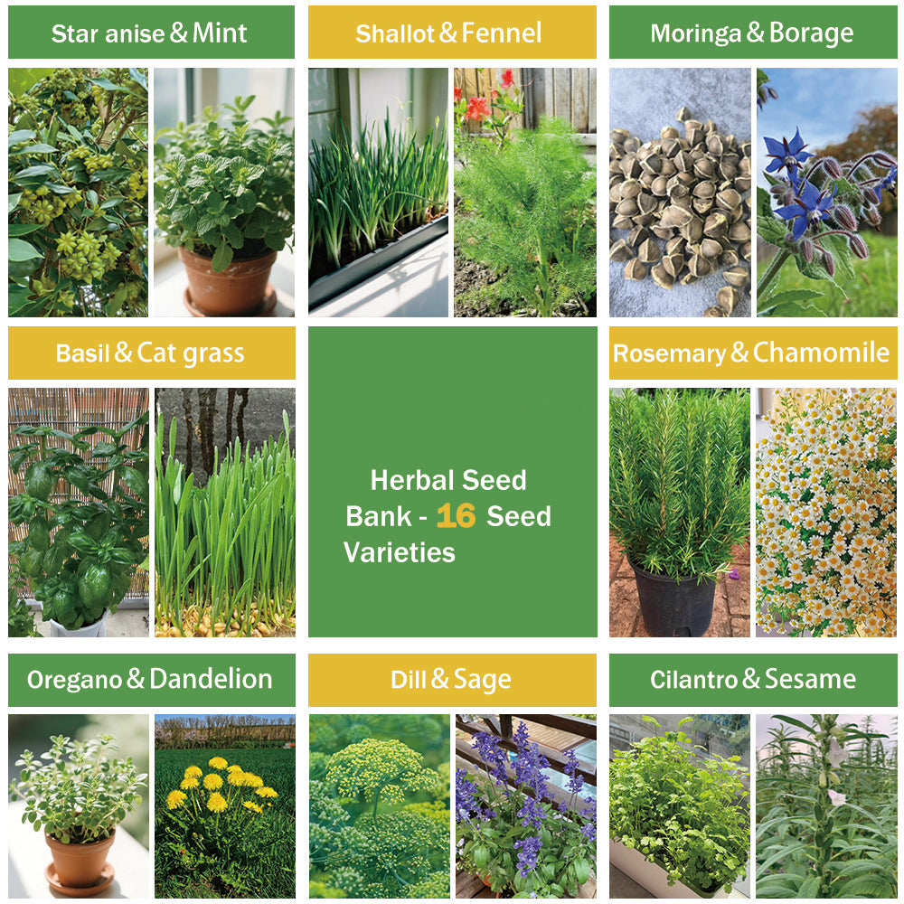 Banco de Semillas de Hierbas Todo en Uno - 16 Variedades de Semillas