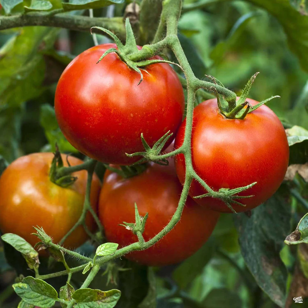Semillas de Tomate Better Boy – Variedad de Alto Rendimiento, Jugosa y Resistente a Enfermedades