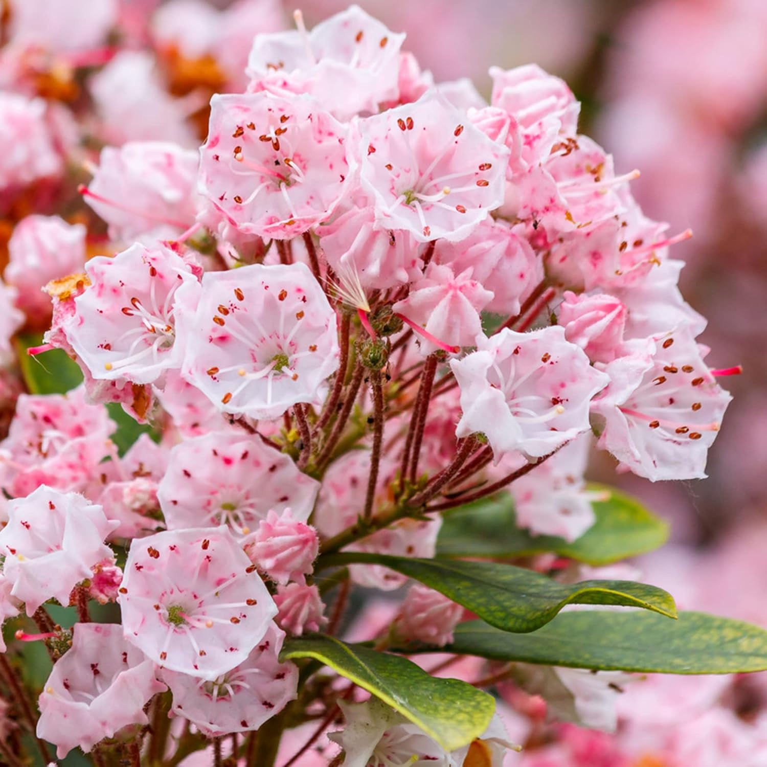 Semillas de Laurel de Montaña (Kalmia Latifolia) – Arbusto perenne floreciente con flores vistosas y follaje brillante, atrae polinizadores
