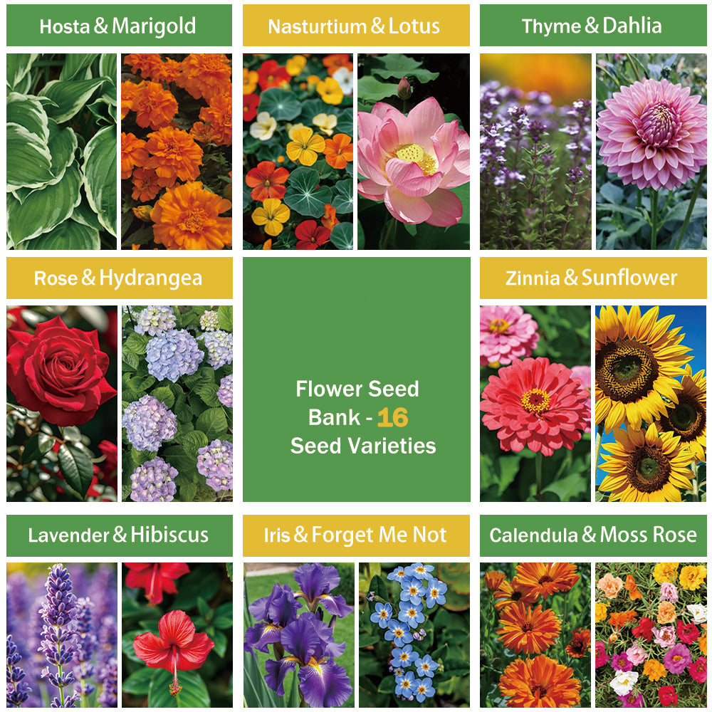 Banco de Semillas de Flores Todo en Uno - 16 Variedades de Semillas