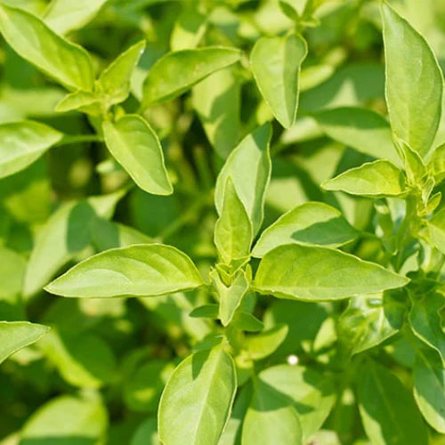 Semillas de albahaca limón para plantar – Herencia, no transgénicas, hierba fragante para culinaria y jardín – Cultiva albahaca fresca y orgánica en casa