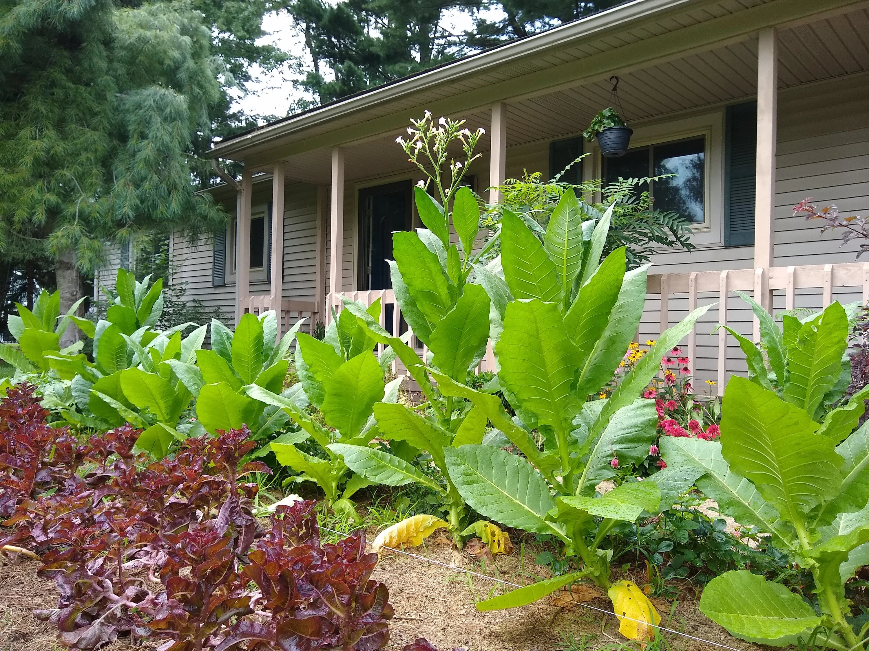 Semillas de tabaco Grassroot – Semillas de plantación heredadas para jardines – 100 piezas