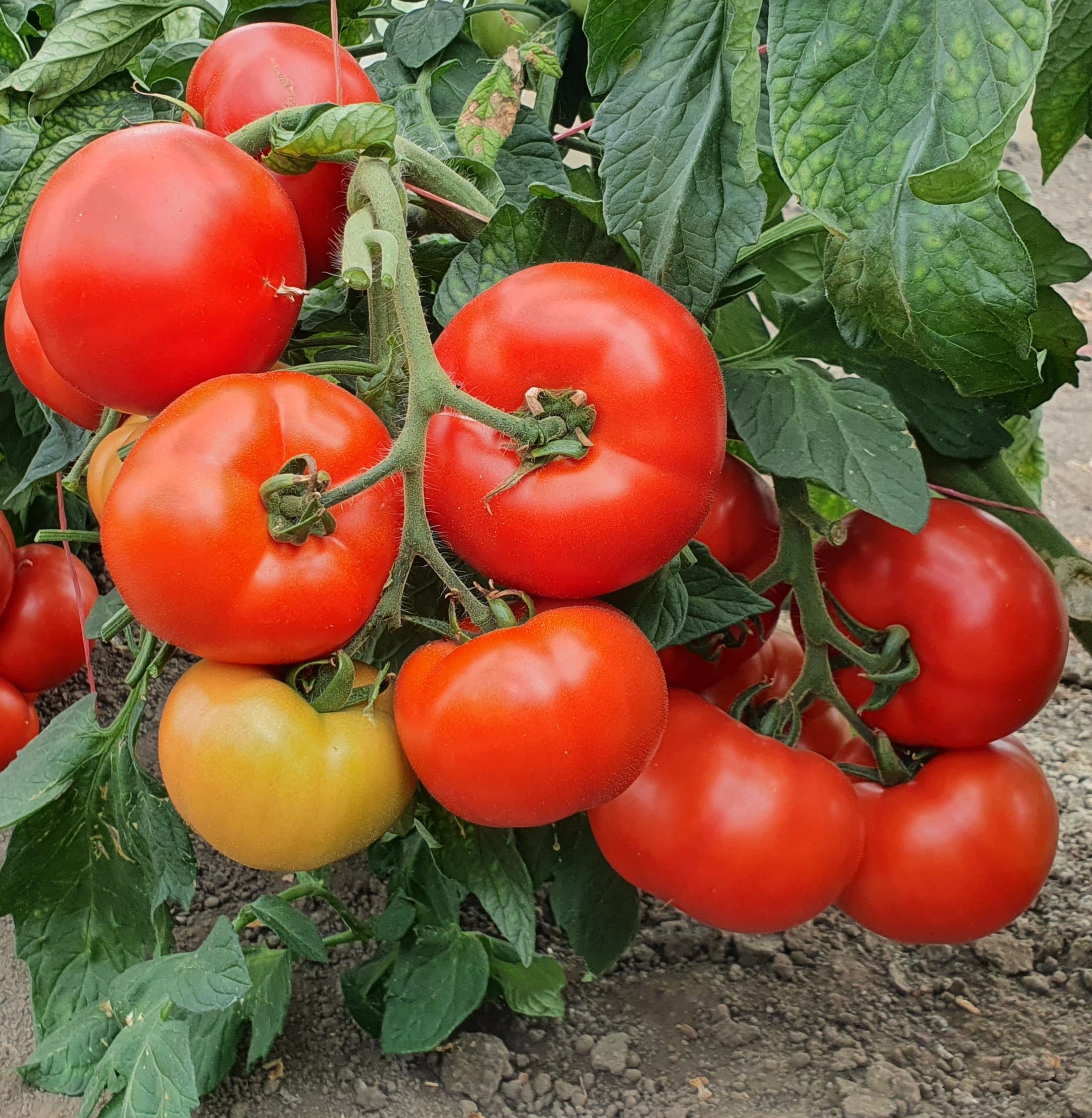 Semillas de tomate determinado (arbusto) – Alta producción, compacto y fácil de cultivar