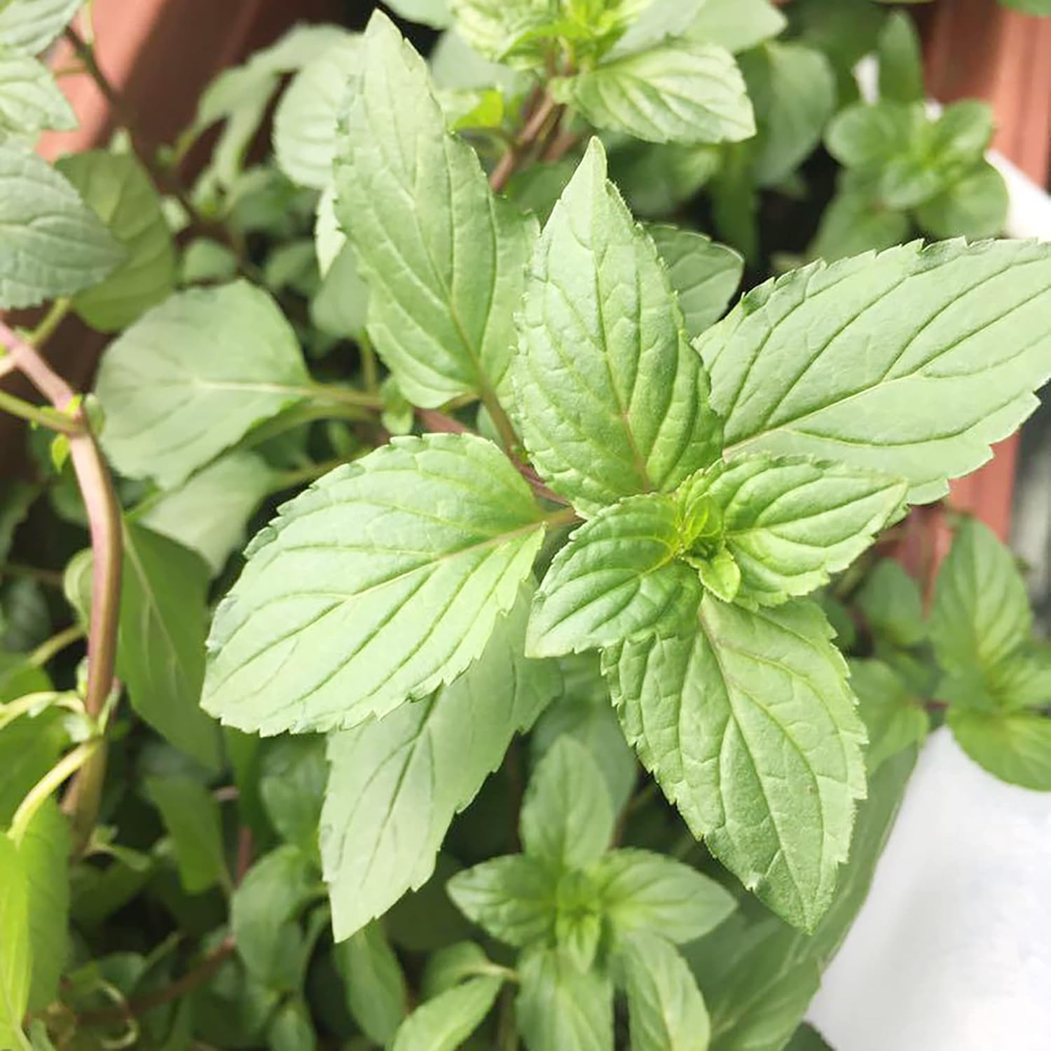Semillas de Menta con Chocolate Perennes, de Crecimiento Rápido para Patio y Jardín en Contenedor