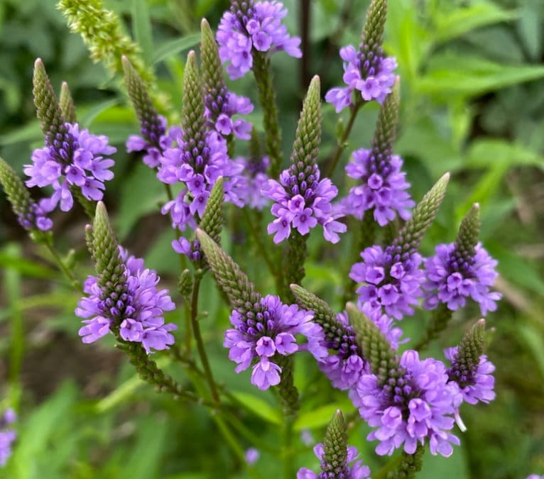 Semillas de Verbena Azul (Verbena hastata) para Plantar