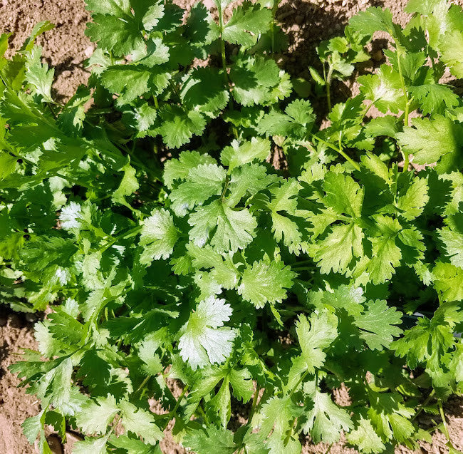 Caribe Samen – Premium Qualität, Nicht-GVO Kräutersamen zum Pflanzen | Schnell wachsend & Hoch ertragreiche Gartensamen