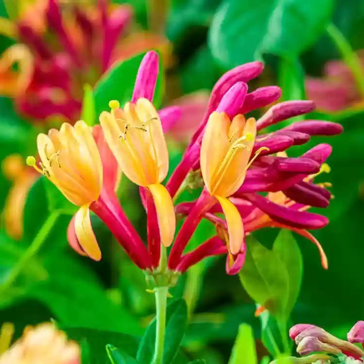 Semillas mixtas de madreselva Nube fragante y madreselva enredadera Major Wheeler