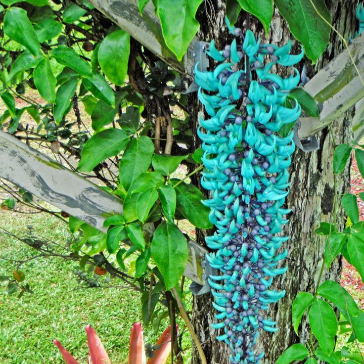 Jade Vine Seeds for Planting (Strongylodon Macrobotrys) - 100 pcs - Flower seeds