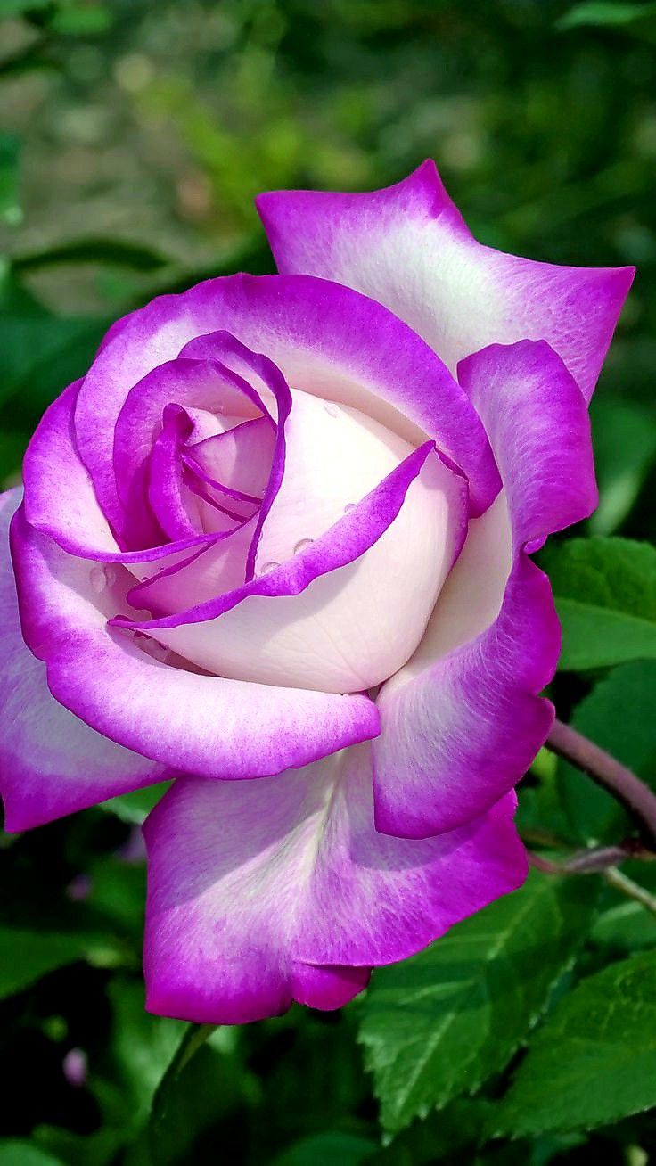 Lavendel- & Weiße-Rose-Blumensamen, elegante zweifarbige Blüten, nicht gentechnisch verändert