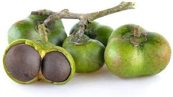 Semillas de planta de té verde Camellia Sinensis Planta de té, árbol de té Semillas para cultivar tu propio té