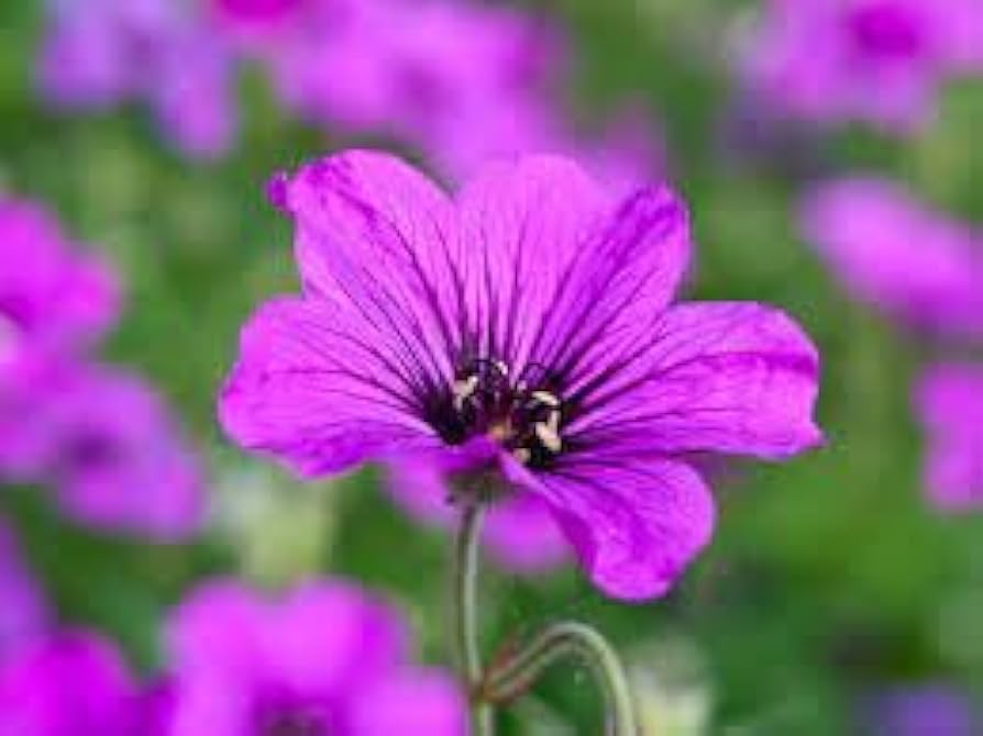 300 semi di geranio | Altamente apprezzati per bellezza e versatilità | Foglie profumate | Piante ornamentali a bassa manutenzione | Ideali per giardini e contenitori