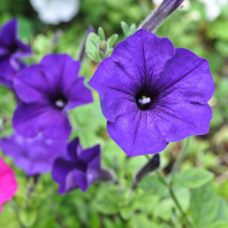 Semillas de Petunia Violeta – Flores Ricas y Reales para Jardines y Cestas Colgantes