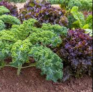 Semillas de Verduras Mezcla de Jardín Kalettes F1, Guía Completa de Plantación y Jardinería para una Cosecha Abundante y Sabrosa