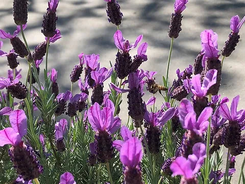 Semillas de Lavanda Española (Lavandula stoechas) – Flores Únicas y Fragantes para Jardines
