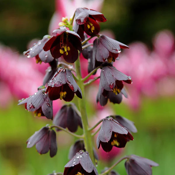 Ampoule Fritillaria persica, Clochettes Prunes Une des fleurs les plus magnifiques
